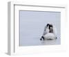 Emperor Penguin Chicks (Aptenodytes Forsteri), Snow Hill Island, Weddell Sea, Antarctica-Thorsten Milse-Framed Photographic Print