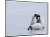 Emperor Penguin Chicks (Aptenodytes Forsteri), Snow Hill Island, Weddell Sea, Antarctica-Thorsten Milse-Mounted Photographic Print