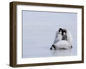 Emperor Penguin Chicks (Aptenodytes Forsteri), Snow Hill Island, Weddell Sea, Antarctica-Thorsten Milse-Framed Photographic Print