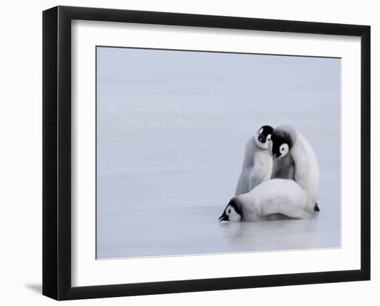 Emperor Penguin Chicks (Aptenodytes Forsteri), Snow Hill Island, Weddell Sea, Antarctica-Thorsten Milse-Framed Photographic Print