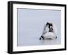 Emperor Penguin Chicks (Aptenodytes Forsteri), Snow Hill Island, Weddell Sea, Antarctica-Thorsten Milse-Framed Photographic Print