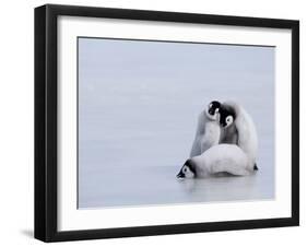 Emperor Penguin Chicks (Aptenodytes Forsteri), Snow Hill Island, Weddell Sea, Antarctica-Thorsten Milse-Framed Photographic Print