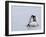 Emperor Penguin Chicks (Aptenodytes Forsteri), Snow Hill Island, Weddell Sea, Antarctica-Thorsten Milse-Framed Photographic Print