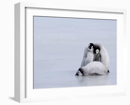 Emperor Penguin Chicks (Aptenodytes Forsteri), Snow Hill Island, Weddell Sea, Antarctica-Thorsten Milse-Framed Photographic Print