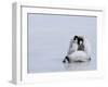 Emperor Penguin Chicks (Aptenodytes Forsteri), Snow Hill Island, Weddell Sea, Antarctica-Thorsten Milse-Framed Photographic Print