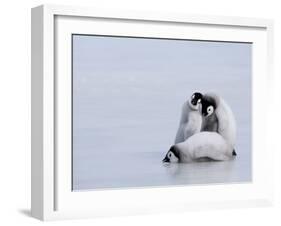 Emperor Penguin Chicks (Aptenodytes Forsteri), Snow Hill Island, Weddell Sea, Antarctica-Thorsten Milse-Framed Photographic Print