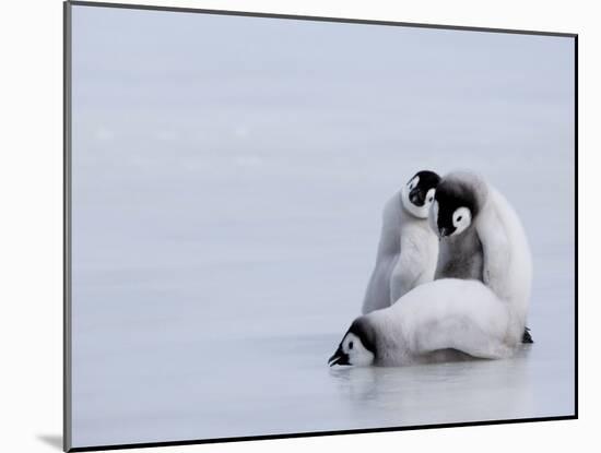 Emperor Penguin Chicks (Aptenodytes Forsteri), Snow Hill Island, Weddell Sea, Antarctica-Thorsten Milse-Mounted Photographic Print