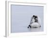 Emperor Penguin Chicks (Aptenodytes Forsteri), Snow Hill Island, Weddell Sea, Antarctica-Thorsten Milse-Framed Photographic Print