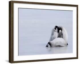 Emperor Penguin Chicks (Aptenodytes Forsteri), Snow Hill Island, Weddell Sea, Antarctica-Thorsten Milse-Framed Photographic Print