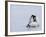 Emperor Penguin Chicks (Aptenodytes Forsteri), Snow Hill Island, Weddell Sea, Antarctica-Thorsten Milse-Framed Photographic Print