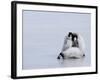 Emperor Penguin Chicks (Aptenodytes Forsteri), Snow Hill Island, Weddell Sea, Antarctica-Thorsten Milse-Framed Photographic Print