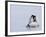 Emperor Penguin Chicks (Aptenodytes Forsteri), Snow Hill Island, Weddell Sea, Antarctica-Thorsten Milse-Framed Photographic Print