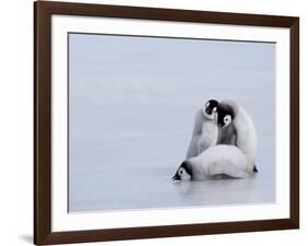 Emperor Penguin Chicks (Aptenodytes Forsteri), Snow Hill Island, Weddell Sea, Antarctica-Thorsten Milse-Framed Photographic Print