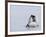 Emperor Penguin Chicks (Aptenodytes Forsteri), Snow Hill Island, Weddell Sea, Antarctica-Thorsten Milse-Framed Photographic Print