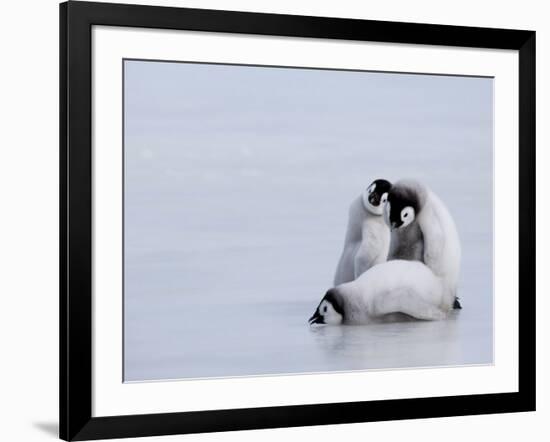 Emperor Penguin Chicks (Aptenodytes Forsteri), Snow Hill Island, Weddell Sea, Antarctica-Thorsten Milse-Framed Photographic Print