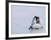 Emperor Penguin Chicks (Aptenodytes Forsteri), Snow Hill Island, Weddell Sea, Antarctica-Thorsten Milse-Framed Photographic Print