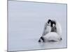 Emperor Penguin Chicks (Aptenodytes Forsteri), Snow Hill Island, Weddell Sea, Antarctica-Thorsten Milse-Mounted Photographic Print