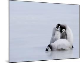 Emperor Penguin Chicks (Aptenodytes Forsteri), Snow Hill Island, Weddell Sea, Antarctica-Thorsten Milse-Mounted Photographic Print