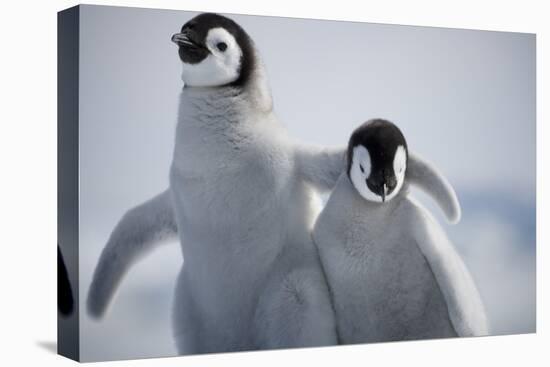 Emperor Penguin Chicks in Antarctica-Paul Souders-Stretched Canvas