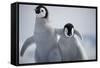 Emperor Penguin Chicks in Antarctica-Paul Souders-Framed Stretched Canvas