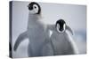 Emperor Penguin Chicks in Antarctica-Paul Souders-Stretched Canvas