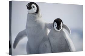 Emperor Penguin Chicks in Antarctica-Paul Souders-Stretched Canvas