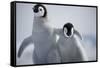Emperor Penguin Chicks in Antarctica-Paul Souders-Framed Stretched Canvas