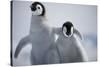 Emperor Penguin Chicks in Antarctica-Paul Souders-Stretched Canvas