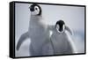 Emperor Penguin Chicks in Antarctica-Paul Souders-Framed Stretched Canvas