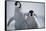 Emperor Penguin Chicks in Antarctica-Paul Souders-Framed Stretched Canvas