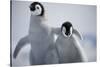 Emperor Penguin Chicks in Antarctica-Paul Souders-Stretched Canvas