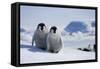 Emperor Penguin Chicks in Antarctica-Paul Souders-Framed Stretched Canvas