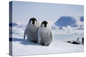 Emperor Penguin Chicks in Antarctica-Paul Souders-Stretched Canvas