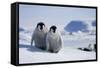 Emperor Penguin Chicks in Antarctica-Paul Souders-Framed Stretched Canvas