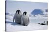 Emperor Penguin Chicks in Antarctica-Paul Souders-Stretched Canvas