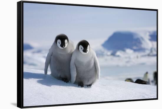 Emperor Penguin Chicks in Antarctica-Paul Souders-Framed Stretched Canvas