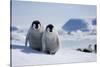 Emperor Penguin Chicks in Antarctica-Paul Souders-Stretched Canvas