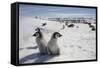 Emperor Penguin Chicks in Antarctica-null-Framed Stretched Canvas