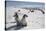 Emperor Penguin Chicks in Antarctica-null-Stretched Canvas