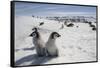 Emperor Penguin Chicks in Antarctica-null-Framed Stretched Canvas