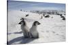 Emperor Penguin Chicks in Antarctica-null-Stretched Canvas