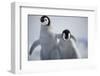 Emperor Penguin Chicks in Antarctica-Paul Souders-Framed Premium Photographic Print