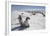 Emperor Penguin Chicks in Antarctica-null-Framed Photographic Print