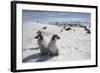 Emperor Penguin Chicks in Antarctica-null-Framed Photographic Print