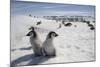 Emperor Penguin Chicks in Antarctica-null-Mounted Photographic Print