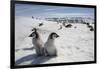 Emperor Penguin Chicks in Antarctica-null-Framed Photographic Print