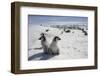 Emperor Penguin Chicks in Antarctica-null-Framed Photographic Print