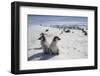 Emperor Penguin Chicks in Antarctica-null-Framed Photographic Print