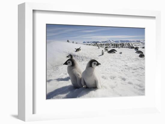 Emperor Penguin Chicks in Antarctica-null-Framed Photographic Print