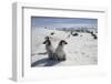 Emperor Penguin Chicks in Antarctica-null-Framed Photographic Print